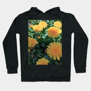 Dandelions - Variation in Lighting - Early Spring Blooms Hoodie